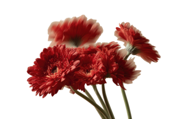 A cluster of vibrant, red-petaled flowers, cut out against a stark black background