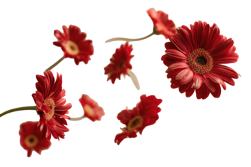 Red gerbera daisies in mid-air against black background; stems, petals, and centers visible