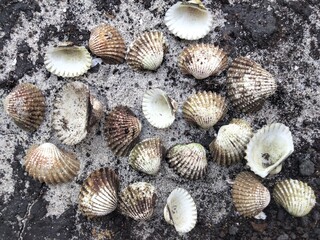 Group of seashells lying on sandy and rocky beach surface, showcasing natural marine textures and coastal atmosphere.