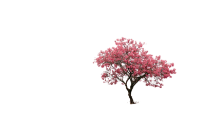 A lone tree bearing pink blossoms, silhouetted against a pure black void