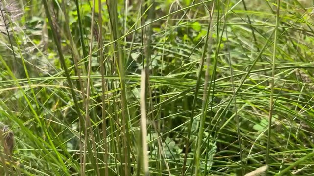 green grass in the morning