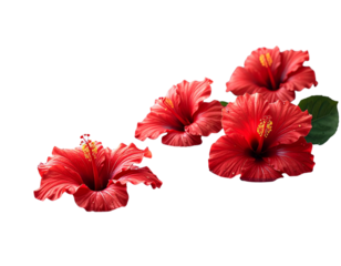 Hand Holding Shining Light Bulb with Energy Rays, Creative Concept, isolated - Floating Red Hibiscus Flowers in Water, Artistic Concept, isolated