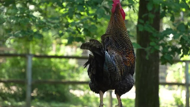 Close up of a rooster standing on a fance in spring and crowing