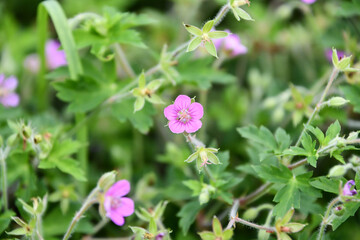 Obraz premium ゲンノショウコ Cranesbill