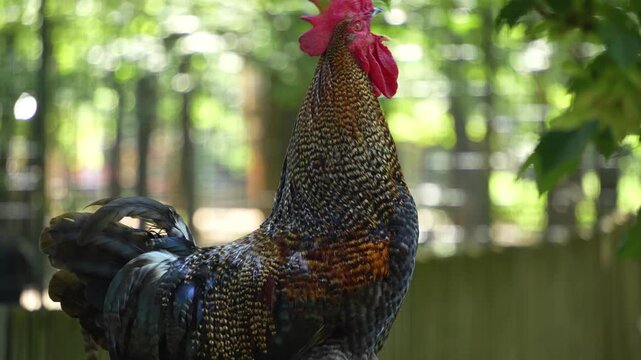 Close up of a rooster standing on a fance in spring and crowing
