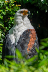 ein Schreiseeadler sitzt auf einem Ast