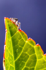 Springspinne auf einem grünen Blatt