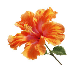 A vibrant orange flower with a red center, yellow stamen, and green stem set against a black backdrop
