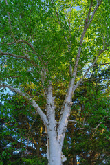 Fototapeta premium White birch tree with vibrant green leaves and distinctive bark looking up toward the blue sky. Natural forest canopy featuring multiple trunks, branches and lush summer foliage from below perspective