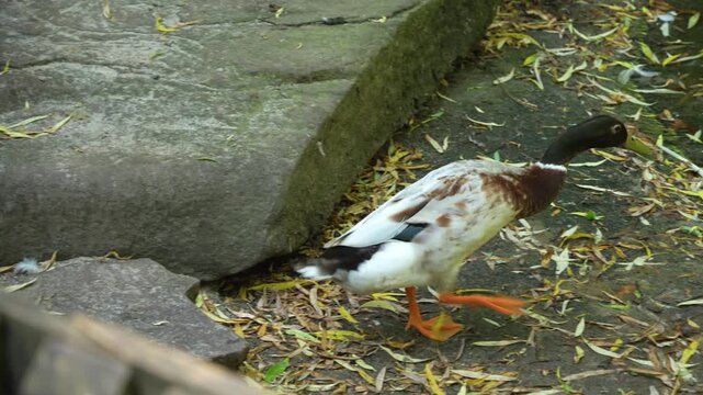 Close up of an idian runner duck drinking water from pond