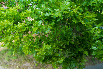 Lush green oak tree branches with dense foliage in summer garden setting. Fresh spring leaves showing detailed lobed leaf texture and vibrant natural growth on healthy deciduous tree branches outdoors