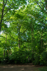 Lush green forest with tall trees and dense canopy creating natural shade over the dirt path. Summer woodland landscape featuring vibrant foliage, tree trunks and peaceful nature trail environment.