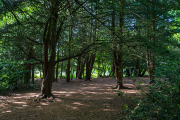 Beautiful, lush green forest with tall deciduous trees and natural sunlight filtering through dense leafy canopy, creating dappled shadows on a peaceful woodland walking path in the summer season