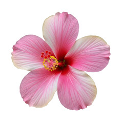 Pink Hibiscus Flower isolated on a transparent background