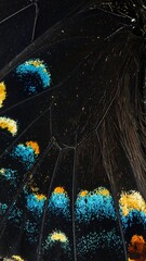 Close-Up of Butterfly Wing with Iridescent Blue and Orange Markings.