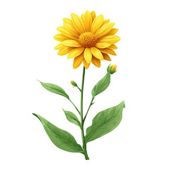 Fototapeta premium A vibrant yellow flowering plant isolated on a black background, with leaves and buds