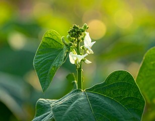 Close-up of Bean Plant Flowers and Leaves in Sunlight.