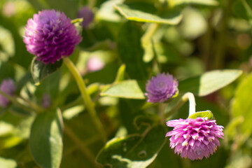 Fototapeta premium Globe amaranth blooms with vibrant clover-like flowers, symbolizing everlasting love and enduring beauty.