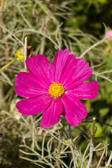 Obraz premium Pink, purple, and white cosmos flowers bloom gracefully in the breeze, symbolizing peace and the gentle beauty of nature.