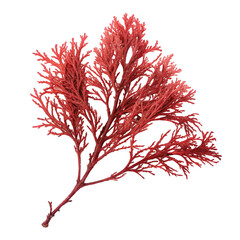 Red coral branch isolated on transparent background