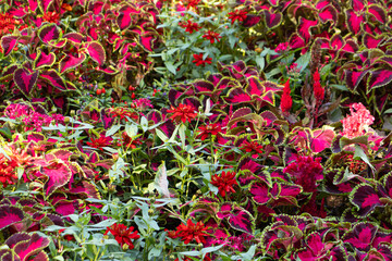 Close-up of various plants.
