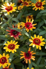 Zinnias bloom in vibrant colors throughout summer, symbolizing joy and lasting friendship in the garden.