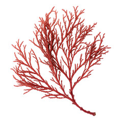 Red coral branch isolated on transparent background