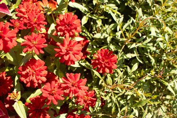 Zinnias bloom in vibrant colors throughout summer, symbolizing joy and lasting friendship in the garden.