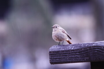 羽を休めるジョウビタキの雌
