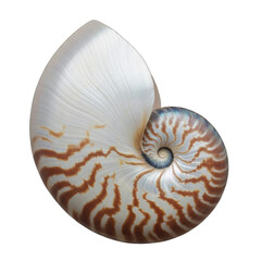 Obraz premium Nautilus Shell Spiral Pattern isolated on a transparent background