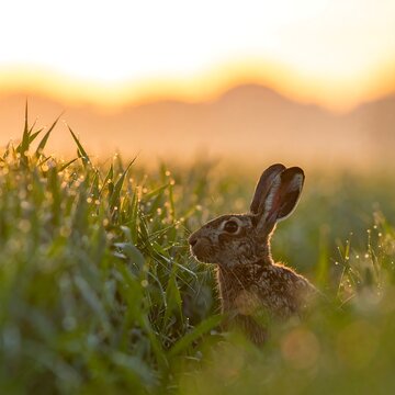 A hare, facing right, rests in a field of tall grass dotted with droplets of water, illuminated by the golden glow of sunset