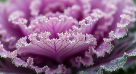 Closeup of a purple ornamental cabbage with dew drops on its ruffled leaves