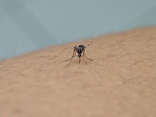 mosquito ready to suck blood on someone 