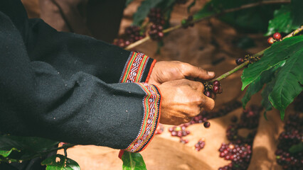 Vietnamese ethnic farmers working on coffee plantation in Central Highlands