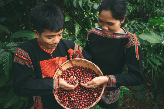 Vietnamese farmers working on coffee plantation in Central Highlands