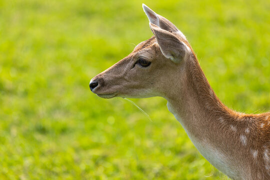Portraid Damwild