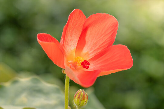 Close-up of a vibrant orange-red flower, possibly a species of Malvaceae (Mallow family)