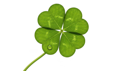 Lucky Fourleaf Clover With Dewdrop On Black Background