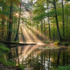 Serene forest scenery with fog and sunlight on stream reflections