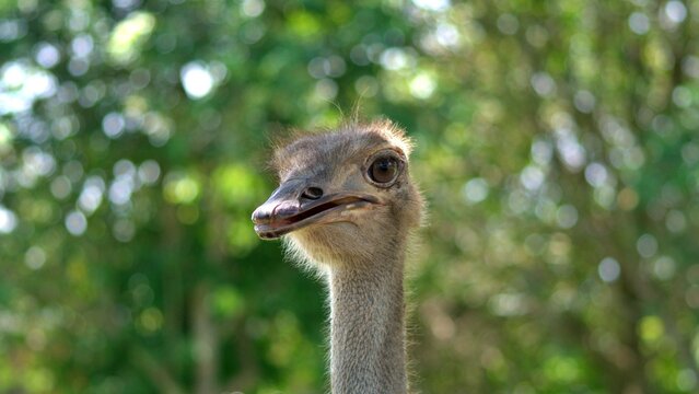 ostrich head with green color and big eyes, and a slight scar on the beak - Powered by Adobe