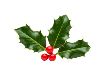 Holly Leaves and Red Berries on White Background for Christmas Decor