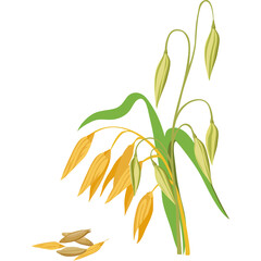 Golden Oat Stalks with Grains and Leaves on a White Background Detailed Agricultural Illustration