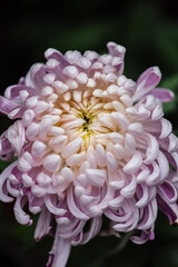 close up of pink dahlia flower