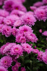 pink chrysanthemum flowers © fan