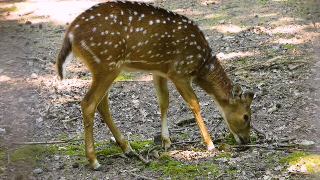 Close up axis deer eating grass from the ground in the forest on asunny day in springtime