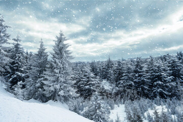 Snowy evergreen forest under a cloudy winter sky