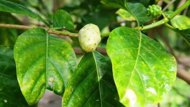 Fresh Great morinda or Tahitian noni or Indian mulberry plant in natural sunlight