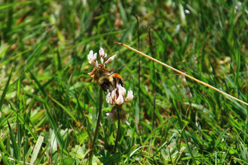 Bee searching for nectar on a meadow in Sitka, Alaska