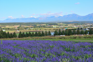 北海道美瑛の風景
