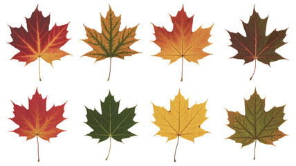 Vibrant maple leaves showcase autumn's colorful natural beauty